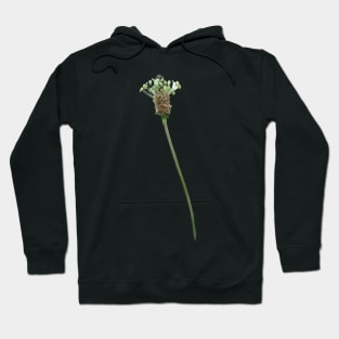 Ribwort Plantain Flower Hoodie